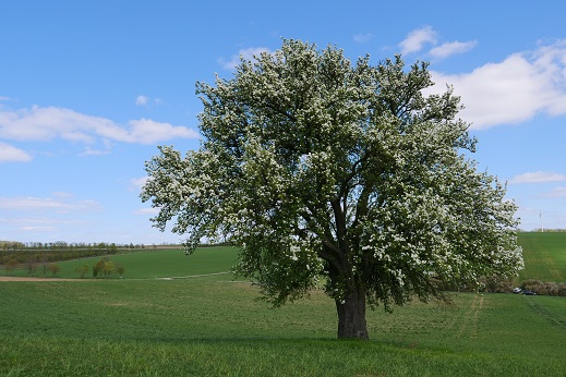 Jetzt mitmachen: Alte Birnenbäume melden und damit seltene Sorten im Landkreis Schweinfurt erhalten