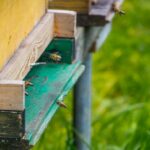 Honig-Event im Wildpark Klaushof mit Imker Marius Jordan und einer Verkostung