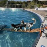 Verlängerung der Bad Kissinger Freibadsaison und Hunde-Badetag im Terrassenschwimmbad