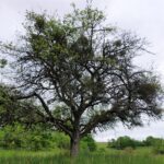 Vortragabend der Unteren Naturschutzbehörde: Die Mistel ist eine echte Gefahr für Streuobstwiesen