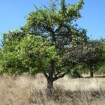 Studie zu Folgen des Klimawandels für Streuobstwiesen behandelt auch Flächen im Landkreis Würzburg