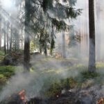Spannungsüberschlag und brennende Batterie: Nach den beiden Waldbränden in Rechtenbach und Waldaschaff stehen die mutmaßlichen Brandursachen nun fest