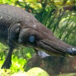 Wilde Wochenenden entführen in die Welt unter Wasser: Aktionstag „Faszinierende Fische“ in der Wilhelma