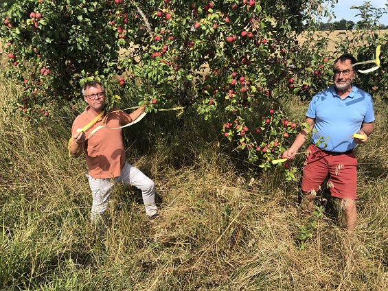 Ernten erlaubt: Äpfel und Birnen aus Hausgärten und Streuobstwiesen retten und sinnvoll verwerten