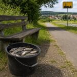 Stell´ Dir vor, Du radelst bei Ebern, willst Dich ausruhen – aber an der Parkbank steht ein Eimer mit toten Fischen