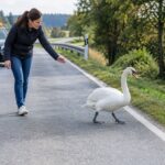 Hartnäckiger Schwan blockiert Staatsstraße: Entschlossene Verkehrsteilnehmerin löst Verkehrsstörung
