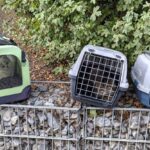 Würzburg: Sechs kranke Katzen ausgesetzt, PETA bietet 500 Euro Belohnung für Hinweise