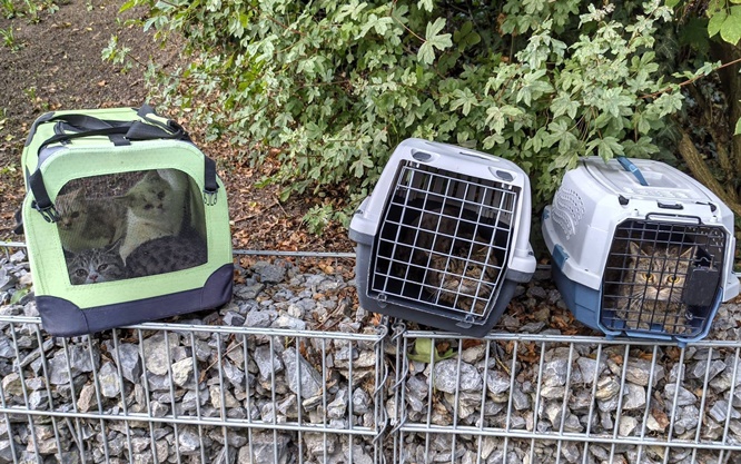 Würzburg: Sechs kranke Katzen ausgesetzt, PETA bietet 500 Euro Belohnung für Hinweise