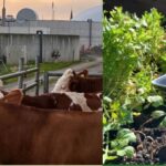 „Landwirtschaft im Dialog“ am 30. September in Kolitzheim