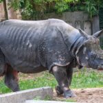 Nashörner im Fokus: Aktionstag im Zoologisch-Botanischen Garten der Wilhelma in Stuttgart