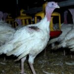 Bildmaterial zeigt Tierleid in der Putenhaltung: PETA erstattet Strafanzeige gegen zwei Betriebe in Franken und Niedersachsen und äußert Verdacht auf Subventionsbetrug