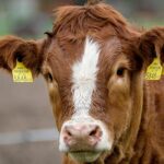 Der Shamonda-Virus hat den Landkreis Haßberge erreicht: Die armen Rinder, aber sind auch Menschen gefährdet?