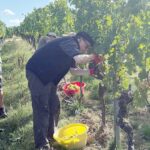 Trauben der Sorten Bacchus und Müller-Thurgau: Bischof Dr. Franz Jung half bei der Weinlese