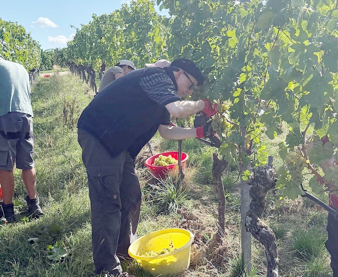 Trauben der Sorten Bacchus und Müller-Thurgau: Bischof Dr. Franz Jung half bei der Weinlese