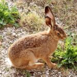 Ein Fall von Hasenpest wurde im Jagdrevier Bad Neustadt im Landkreis Rhön-Grabfeld nachgewiesen