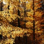 Waldbaden gegen Erschöpfung nach Krebs: Es werden Studienteilnehmende gesucht!