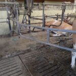 Frischkäse mit Beigeschmack: PETA-Bildmaterial zeigt Kühe im eigenen Kot stehend in mutmaßlichem Milchzulieferbetrieb von „Exquisa“ im Landkreis Starnberg