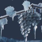 Neuer Fall für Kult-Ermittler Erich Rottmann: „Der Schoppenfetzer und der Eiswein-Erlöser“
