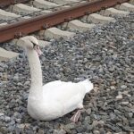Bundespolizei rettet verletzten Schwan aus dem Gleisbereich der ICE-Strecke bei Gemünden am Main