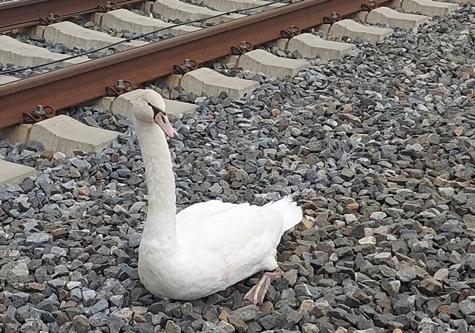 Bundespolizei rettet verletzten Schwan aus dem Gleisbereich der ICE-Strecke bei Gemünden am Main