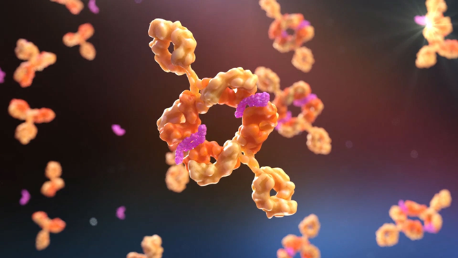 Blasenkrebs: Antikörper-Kombinationstherapie gegen die Abwehrtricks des Tumors