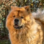 Chow Chow beißt Spaziergängerin ins Bein – und die noch unbekannten Hundehalterin beleidigte die Verletzte anschließen